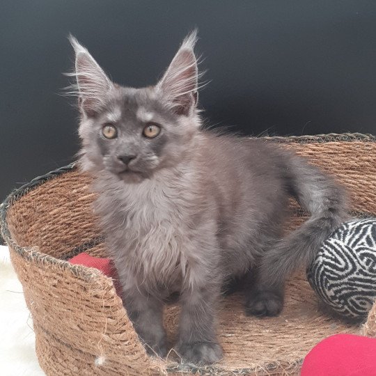 chaton Maine coon black smoke Ayana La Chatterie des targuizier's black smoke 