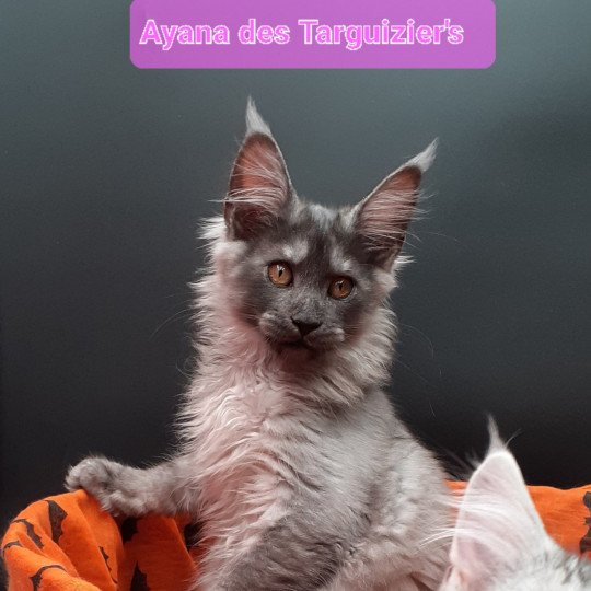 chaton Maine coon black smoke Ayana La Chatterie des targuizier's black smoke 