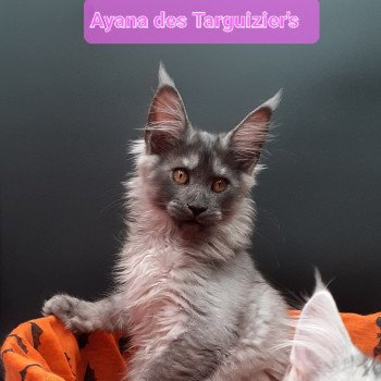 Ayana Femelle Maine coon