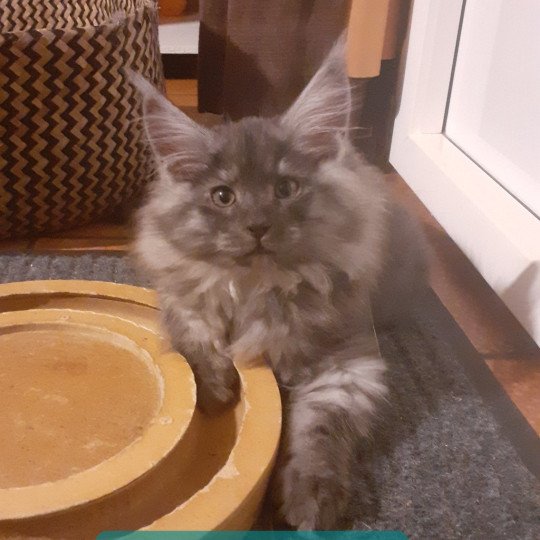 chaton Maine coon black smoke Algo La Chatterie des targuizier's black smoke 