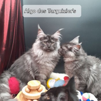 Algo Mâle Maine coon