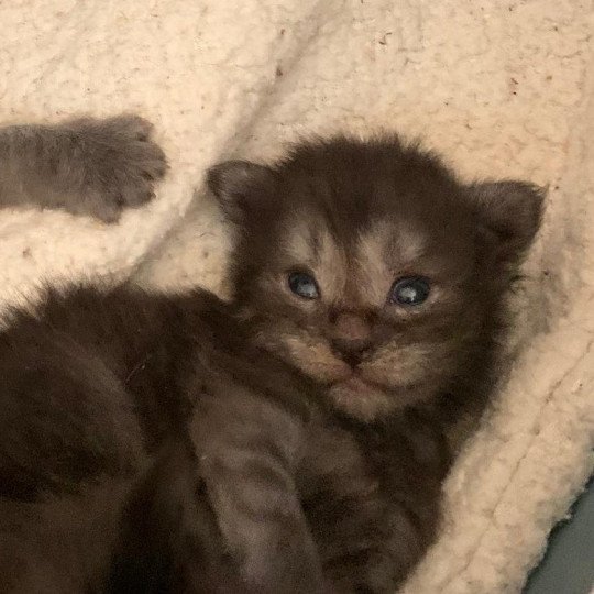 Aïleen Femelle Maine coon