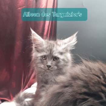 Aïleen Femelle Maine coon