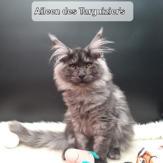 chaton Maine coon black smoke Aïleen La Chatterie des targuizier's black smoke 