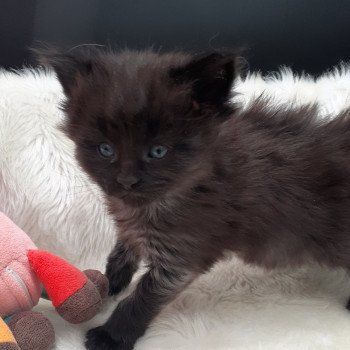 Anubis Mâle Maine coon