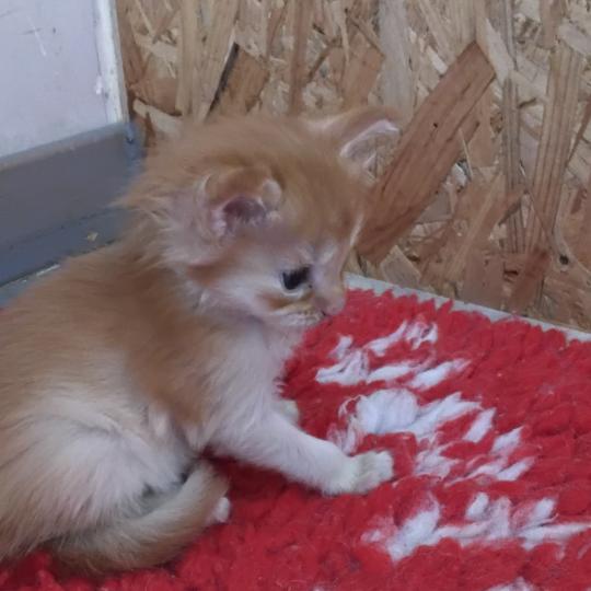 chaton Maine coon red ticked tabby Berny La Chatterie des targuizier's red ticked tabby