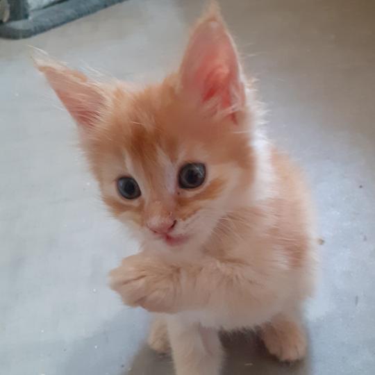 chaton Maine coon red ticked tabby Berny La Chatterie des targuizier's red ticked tabby