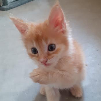 Berny Mâle Maine coon