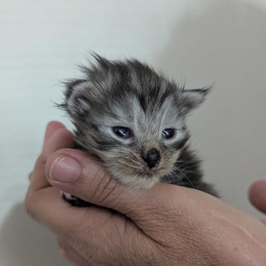 Bony Femelle Maine coon polydactyle