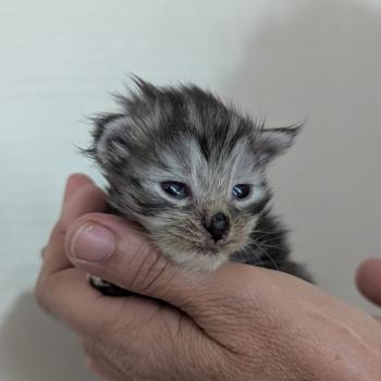 Bony Femelle Maine coon polydactyle