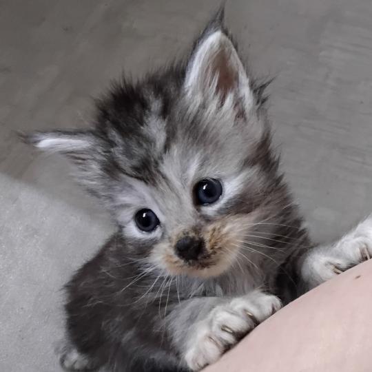 chaton Maine coon polydactyle black silver tabby Bony La Chatterie des targuizier's black tortie silver blotched tabby