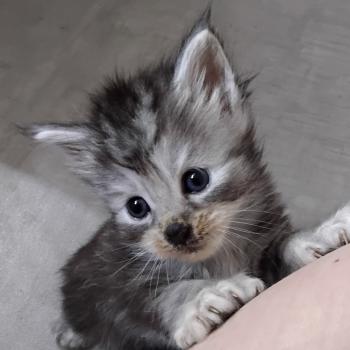 Bony Femelle Maine coon polydactyle