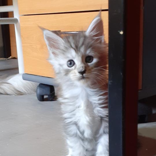 chaton Maine coon polydactyle black silver tabby Bony La Chatterie des targuizier's black tortie silver blotched tabby