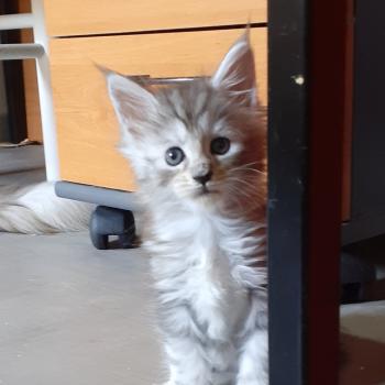 Bony Femelle Maine coon polydactyle