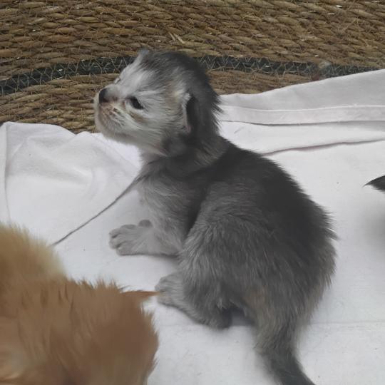 Betty Femelle Maine coon polydactyle