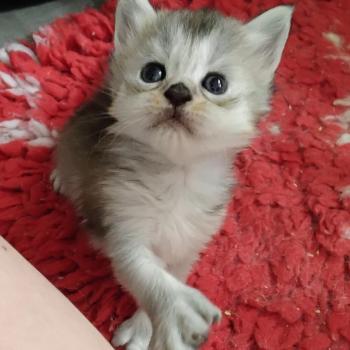 Betty Femelle Maine coon polydactyle