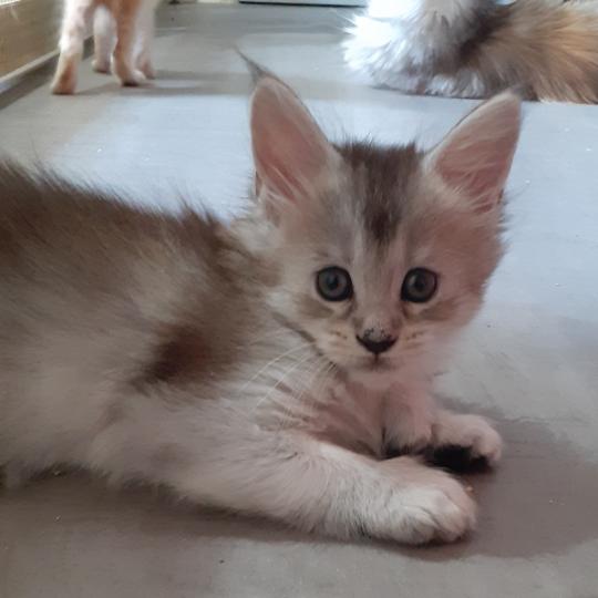 chaton Maine coon polydactyle black tortie silver ticked tabby Betty La Chatterie des targuizier's black silver ticked tabby