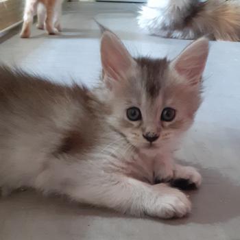 Betty Femelle Maine coon polydactyle