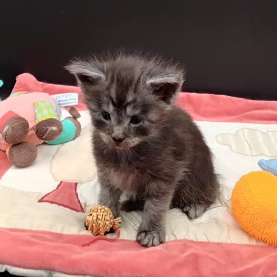 chaton Maine coon black silver tabby Belem La Chatterie des targuizier's black smoke 