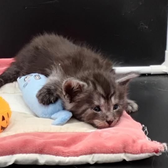 chaton Maine coon black silver tabby Belem La Chatterie des targuizier's black smoke 