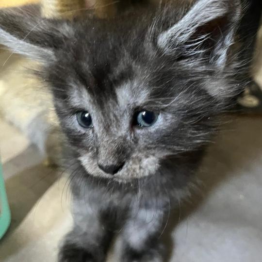 chaton Maine coon black silver tabby Belem La Chatterie des targuizier's black smoke 
