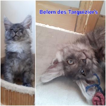 Belem Mâle Maine coon