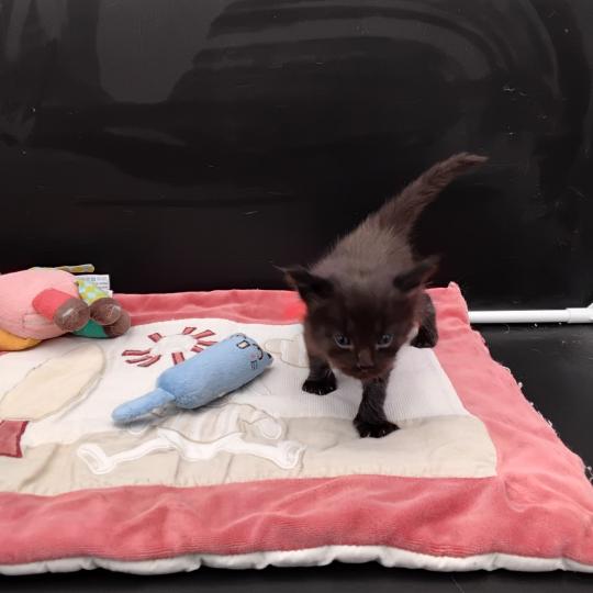 chaton Maine coon black Boromir La Chatterie des targuizier's black 
