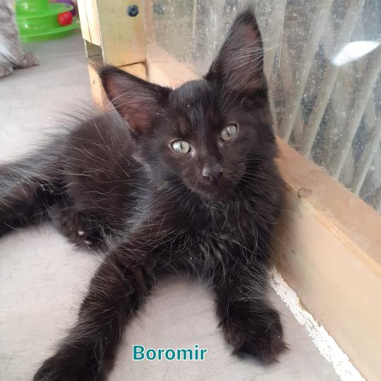 chaton Maine coon black Boromir La Chatterie des targuizier's black 