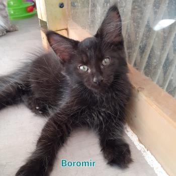 Boromir Mâle Maine coon