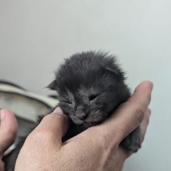 Bess Femelle Maine coon