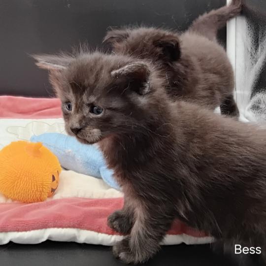 chaton Maine coon black smoke Bess La Chatterie des targuizier's black smoke 