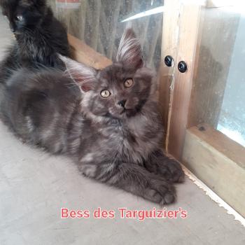 Bess Femelle Maine coon