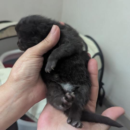 chaton Maine coon black La Chatterie des targuizier's black 