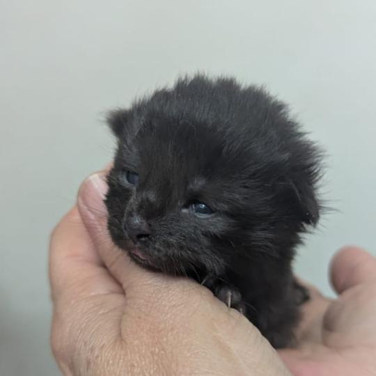 chaton Maine coon black La Chatterie des targuizier's black 