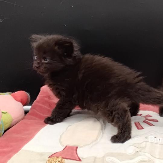chaton Maine coon black Boréal La Chatterie des targuizier's black 