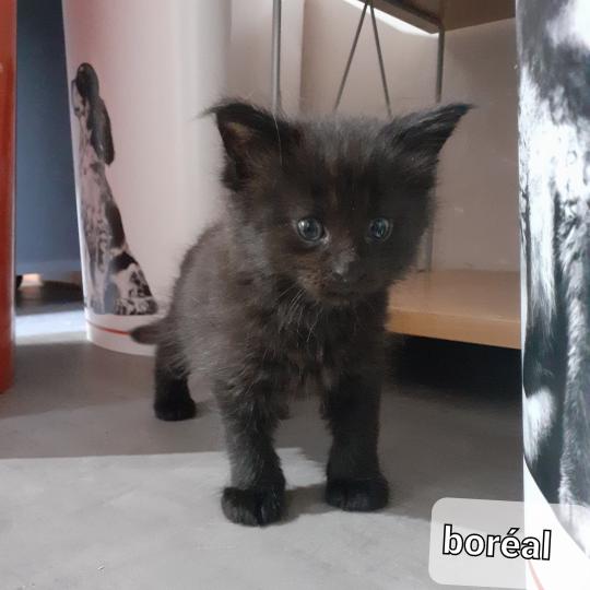 chaton Maine coon black Boréal La Chatterie des targuizier's black 