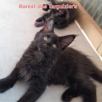 Boréal Femelle Maine coon
