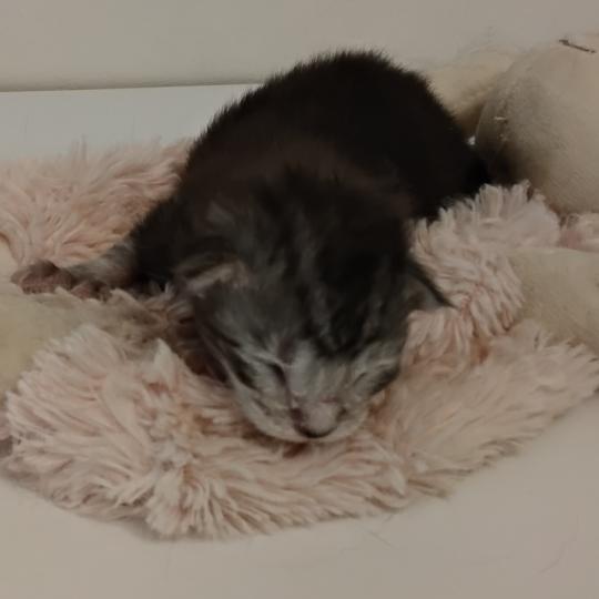 chaton Maine coon black smoke La Chatterie des targuizier's black smoke 
