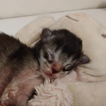 1er chaton (Portée Zabelle ❤ Waroch 2026) - Femelle black smoke Femelle Maine coon