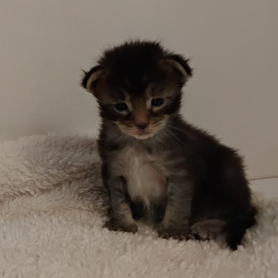 chaton Maine coon black smoke Berghane La Chatterie des targuizier's black smoke 