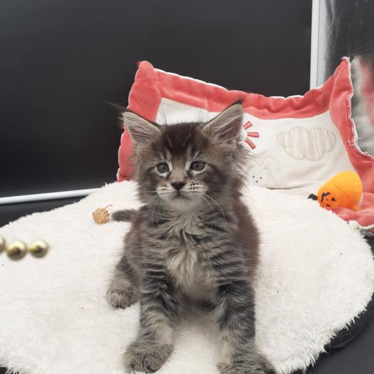 chaton Maine coon black smoke Berghane La Chatterie des targuizier's black smoke 