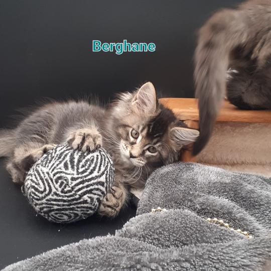 chaton Maine coon black smoke Berghane La Chatterie des targuizier's black smoke 