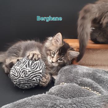 Berghane Femelle Maine coon