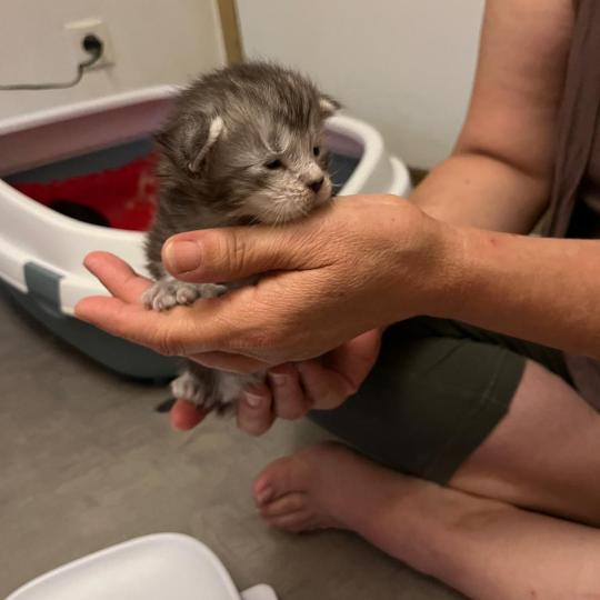 chaton Maine coon polydactyle black silver tabby La Chatterie des targuizier's black silver tabby