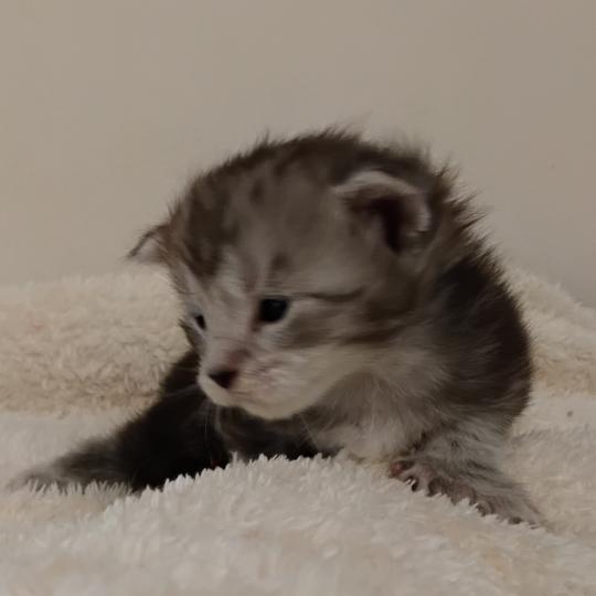 chaton Maine coon polydactyle black silver tabby Brénane La Chatterie des targuizier's black silver tabby