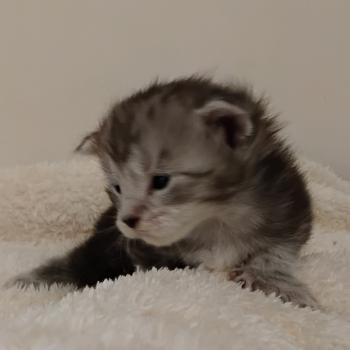 Brénane Femelle Maine coon polydactyle