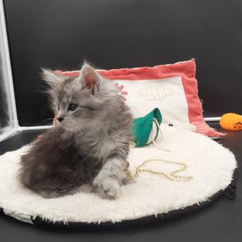 Brénane Femelle Maine coon polydactyle