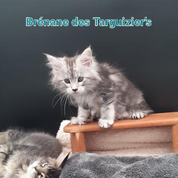 Brénane Femelle Maine coon polydactyle