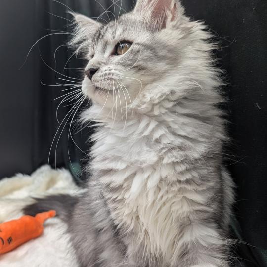 chaton Maine coon polydactyle black silver tabby Brénane La Chatterie des targuizier's black silver tabby