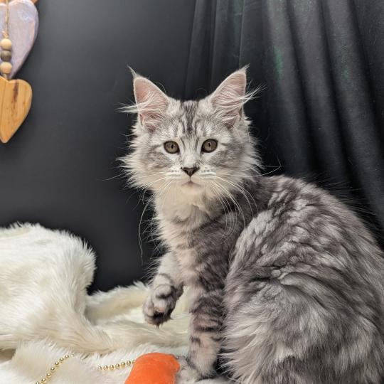 chaton Maine coon polydactyle black silver tabby Brénane La Chatterie des targuizier's black silver tabby